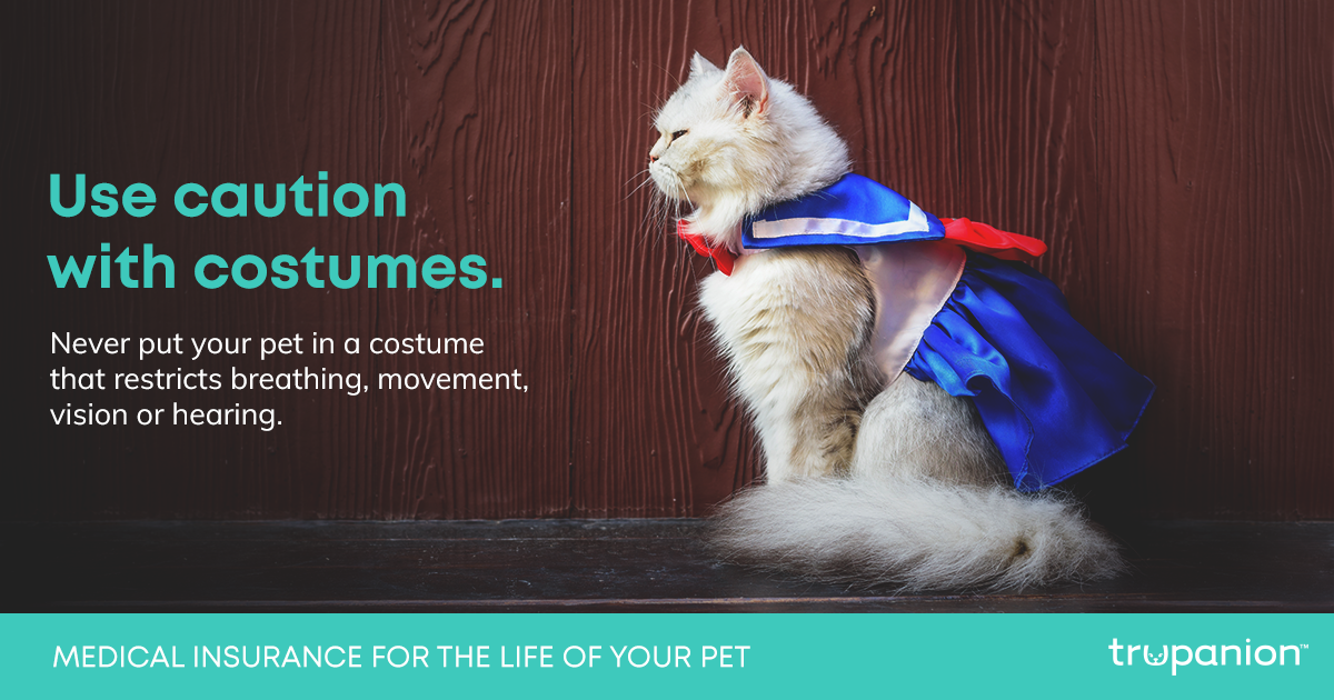 halloween-facebook-costume-cat