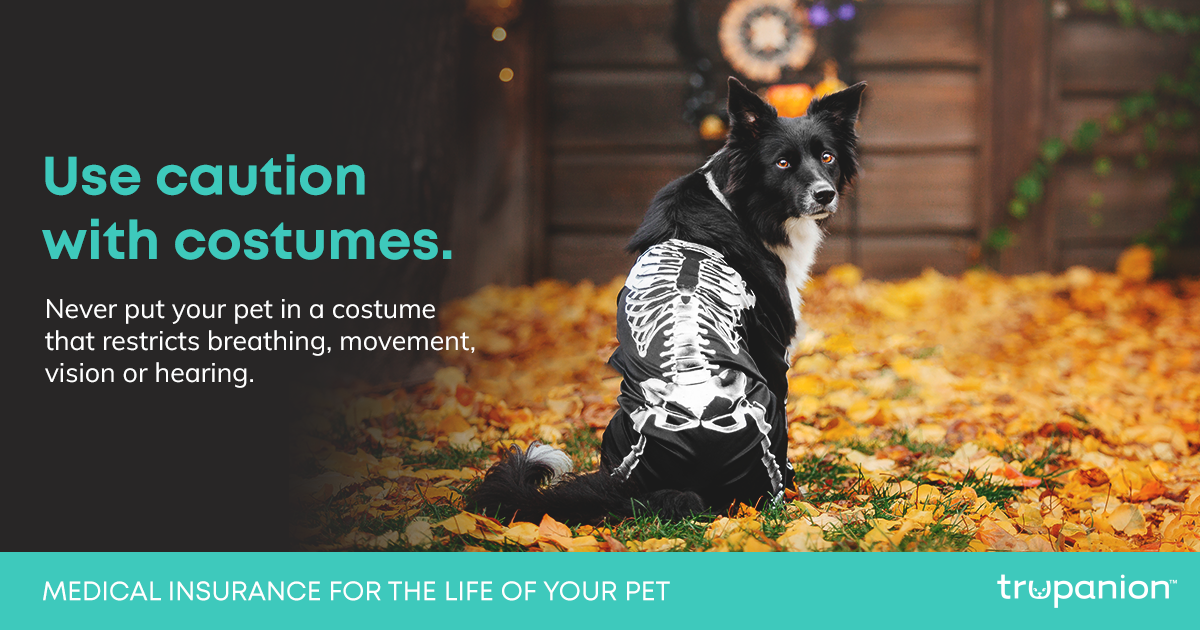 halloween-facebook-costume-dog