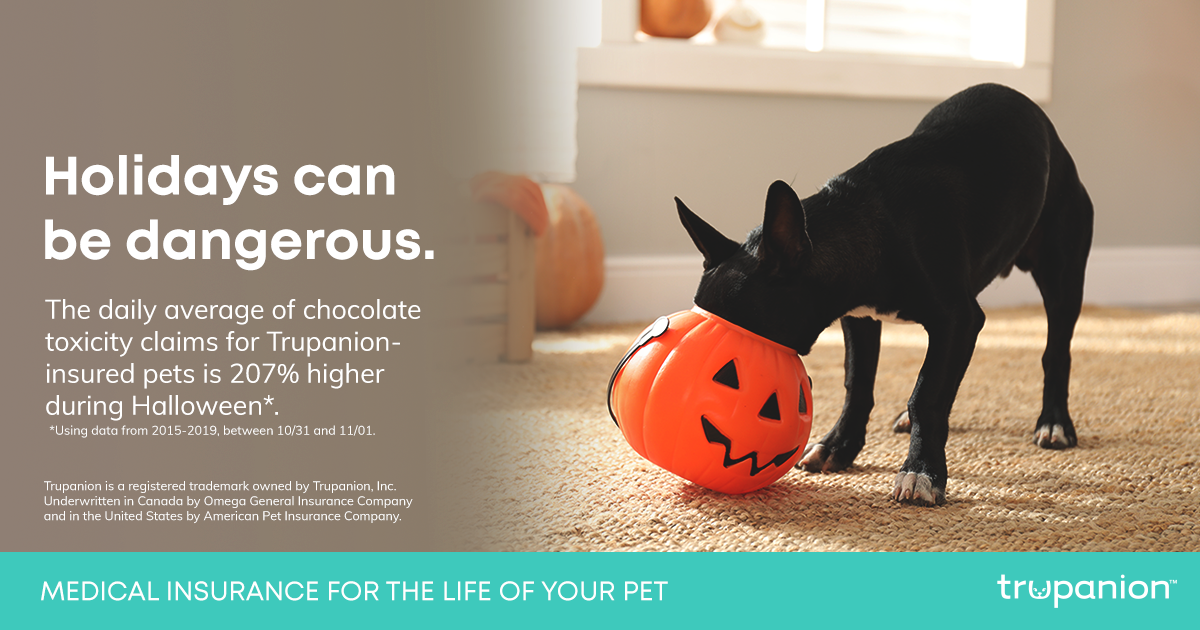 halloween-facebook-dangerous-dog