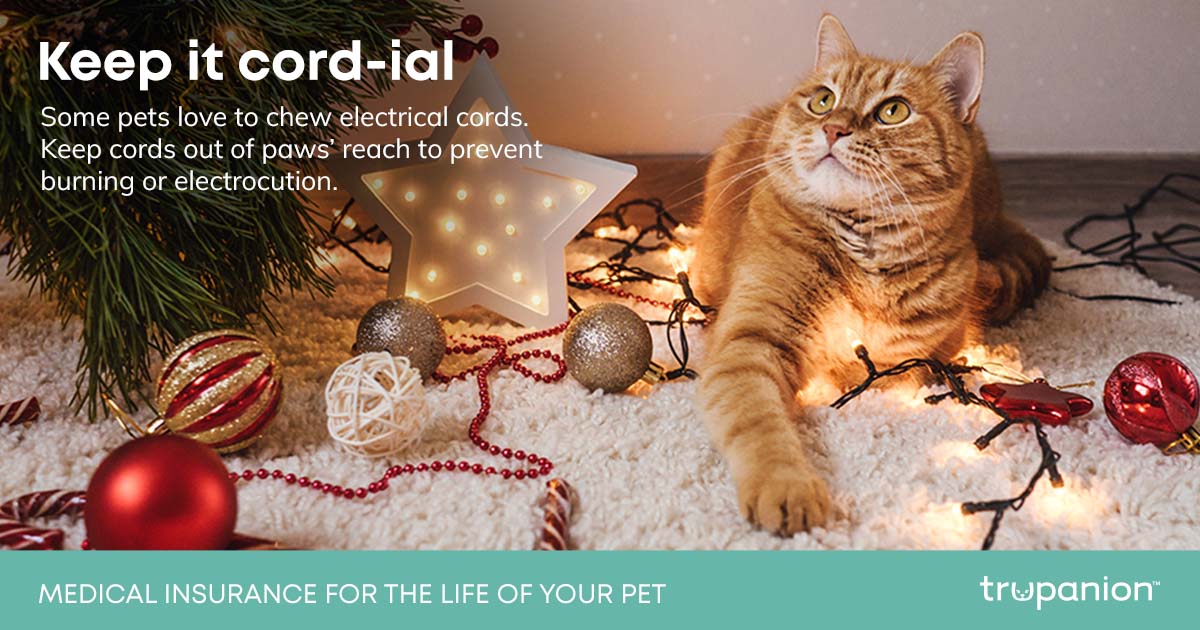 CAT FB xmas cords