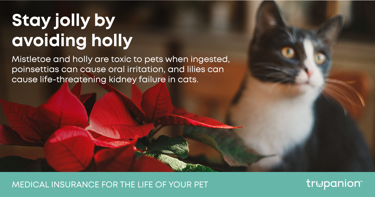 CAT FB xmas holly