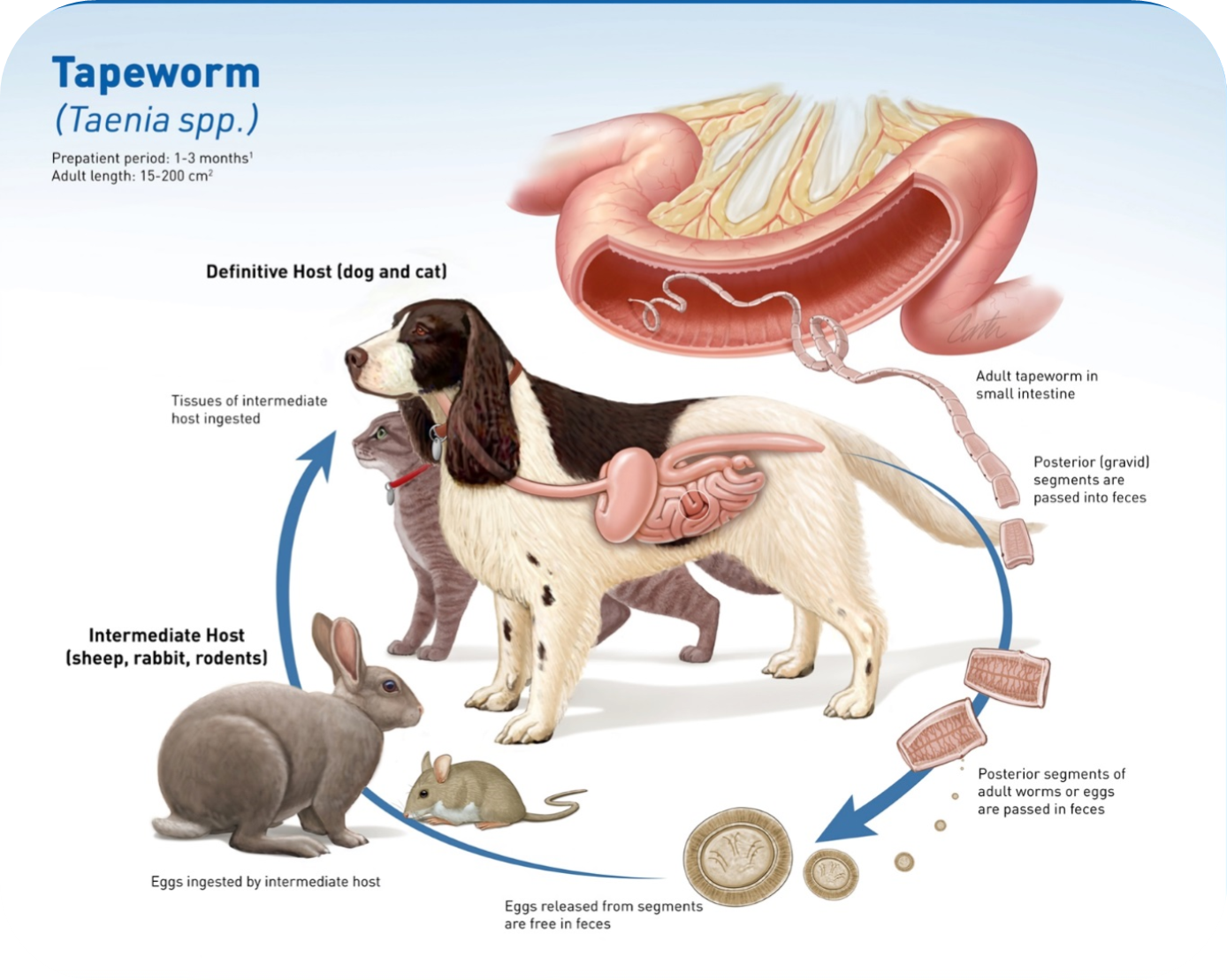 Tapeworms