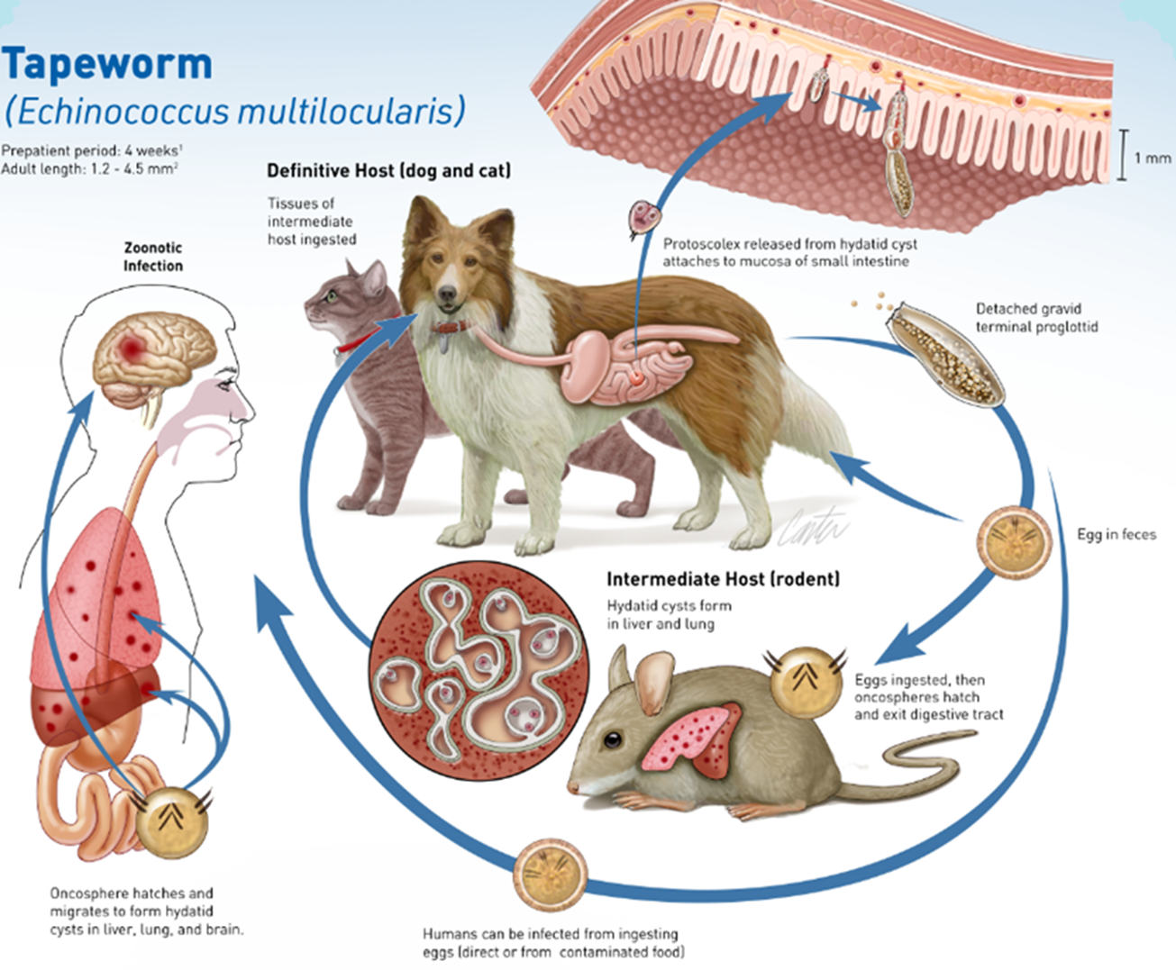 Tapeworms