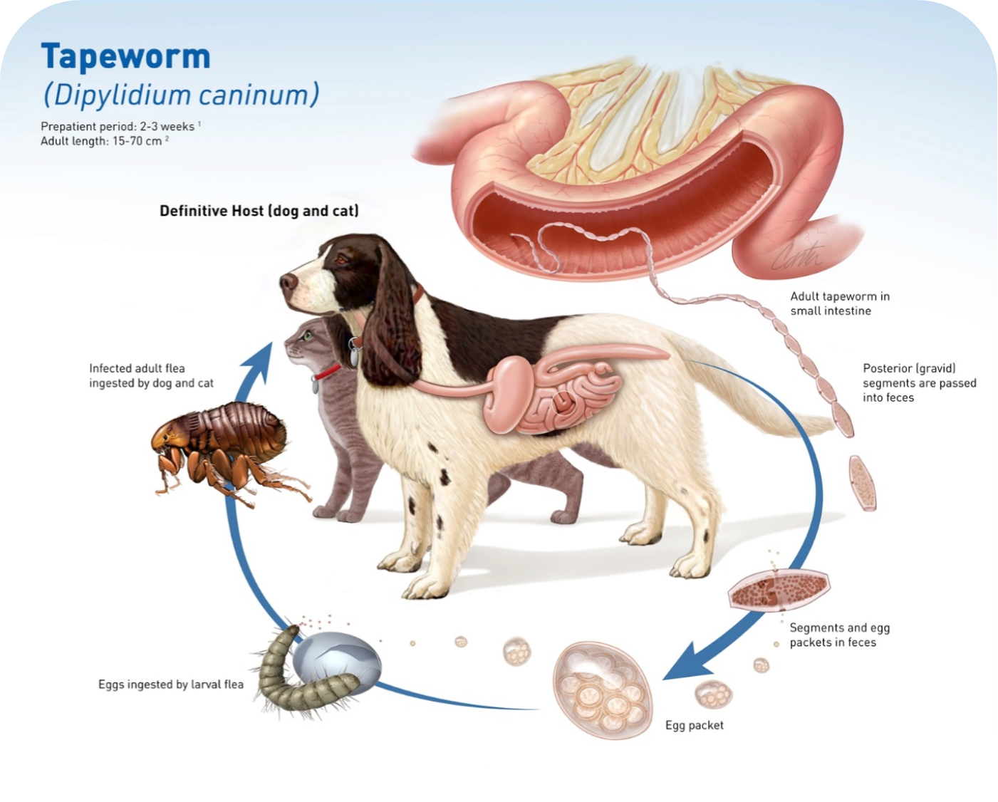 Tapeworms